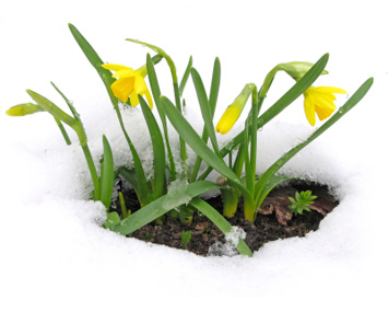Lente komt eraan - tijd voor vernieuwing van uw website?