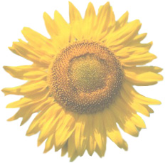 Zomer in het land! Uw website met meer verstand?